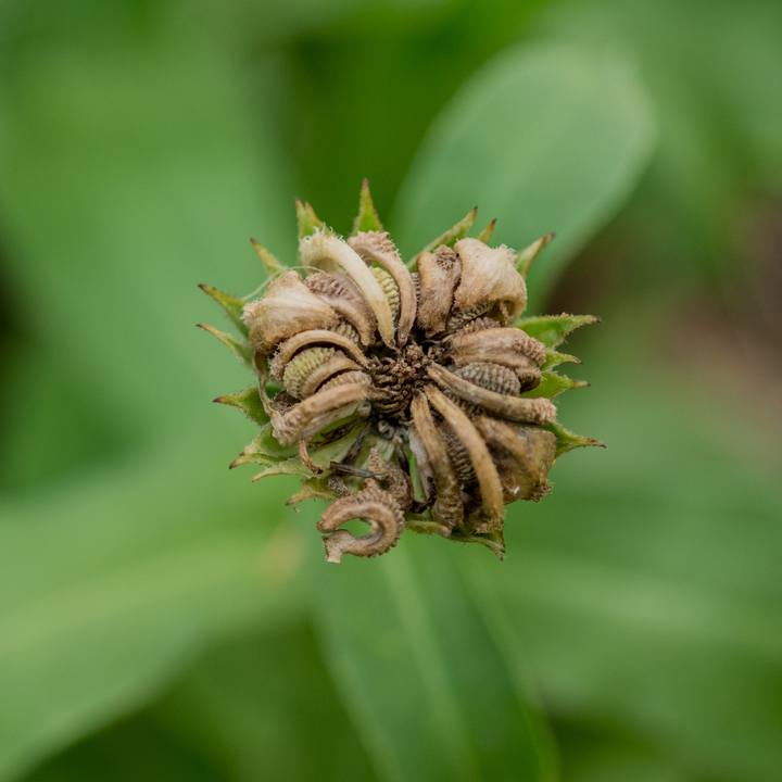 Pot Marigold - Calendula Seeds (Calendula officinalis)