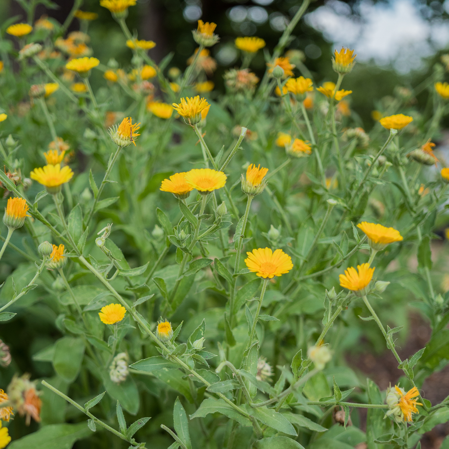 Pot Marigold Calendula Seeds