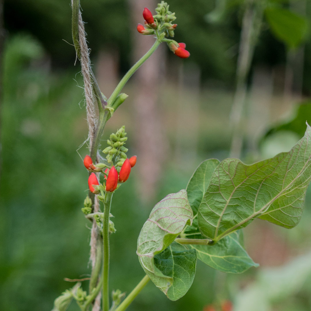 Scarlet Runner Bean Seeds (Phaseolus coccineus)