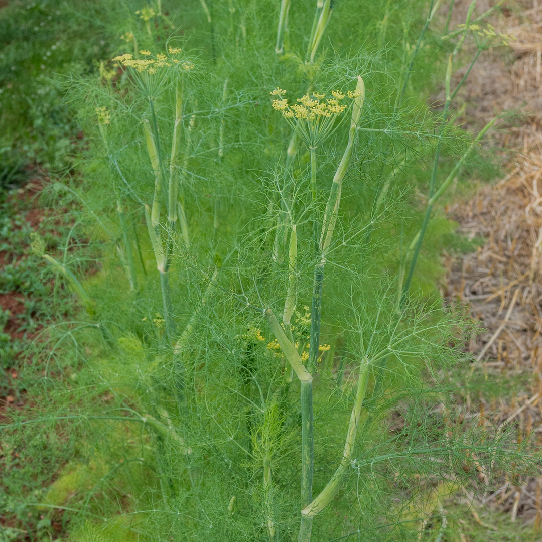 Florence Fennel Seeds (Foeniculum vulgare azoricum)