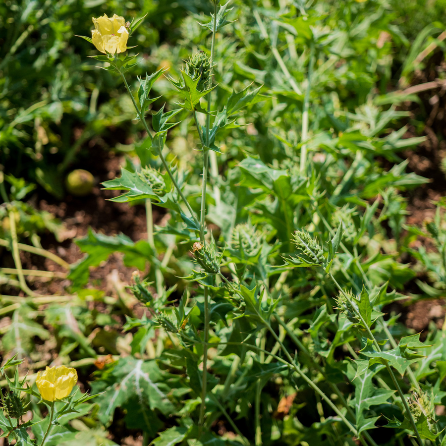 Prickly Poppy Seeds (Argemone mexicana)