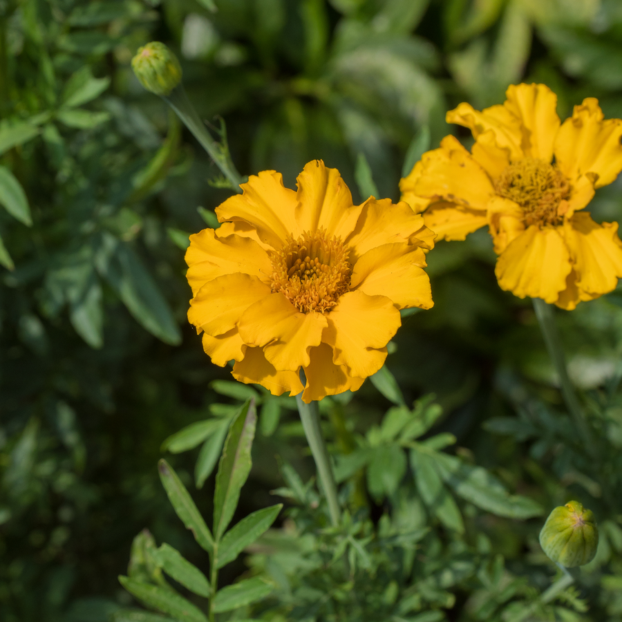 African Marigold Seeds (Tagetes erecta)