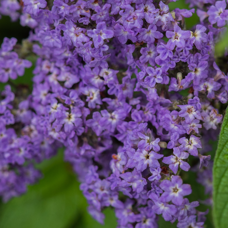 Heliotrope Seeds (Heliotropium arborescens)