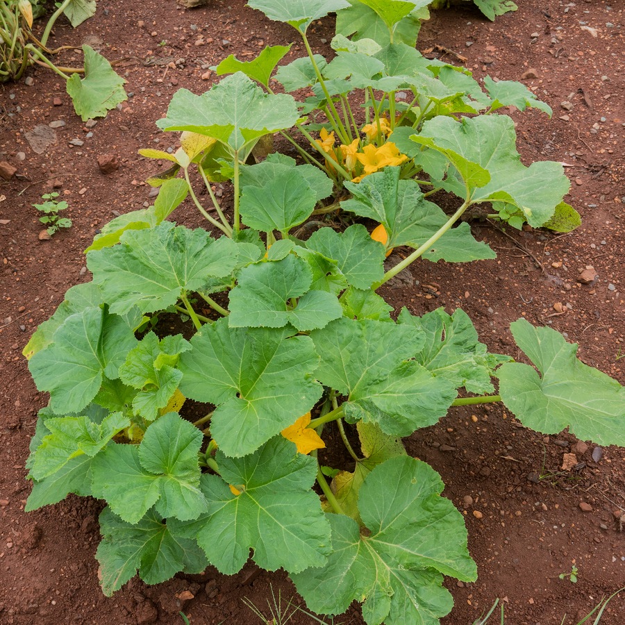 Summer Crookneck Squash Seeds (Cucurbita pepo cv.)