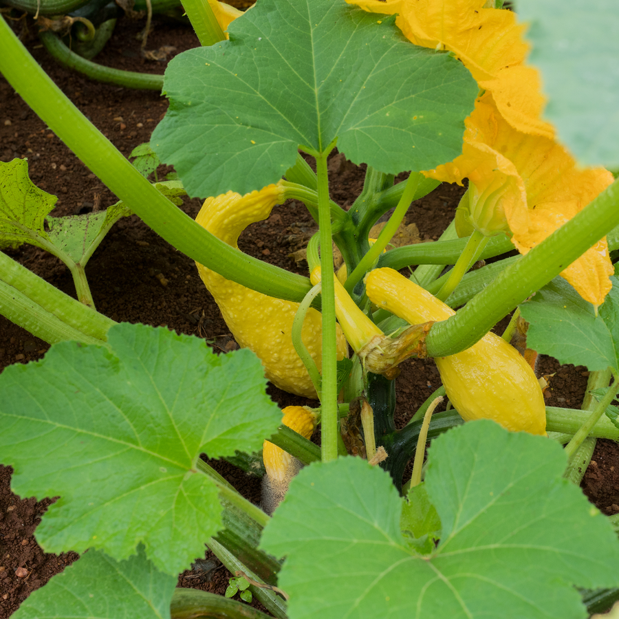 Summer Crookneck Squash Seeds (Cucurbita pepo cv.)