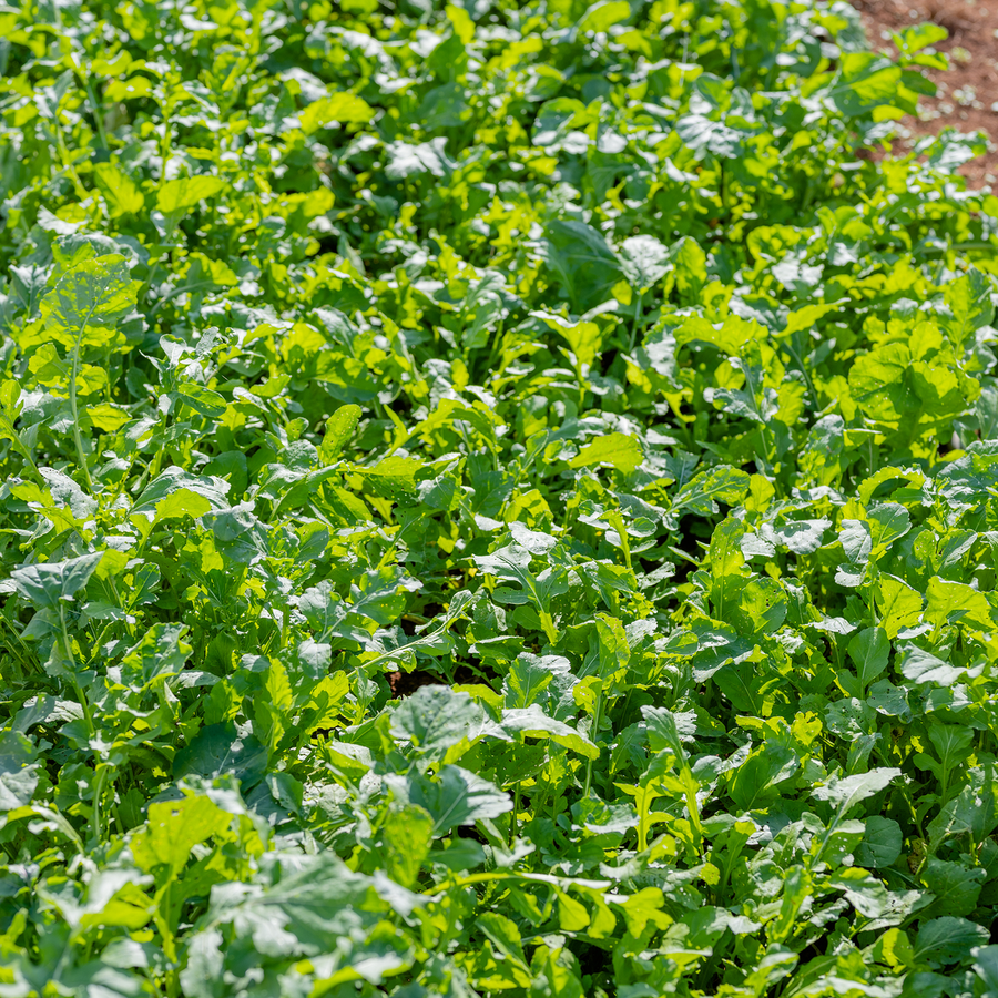 Arugula Seeds (Eruca vesicaria sativa)