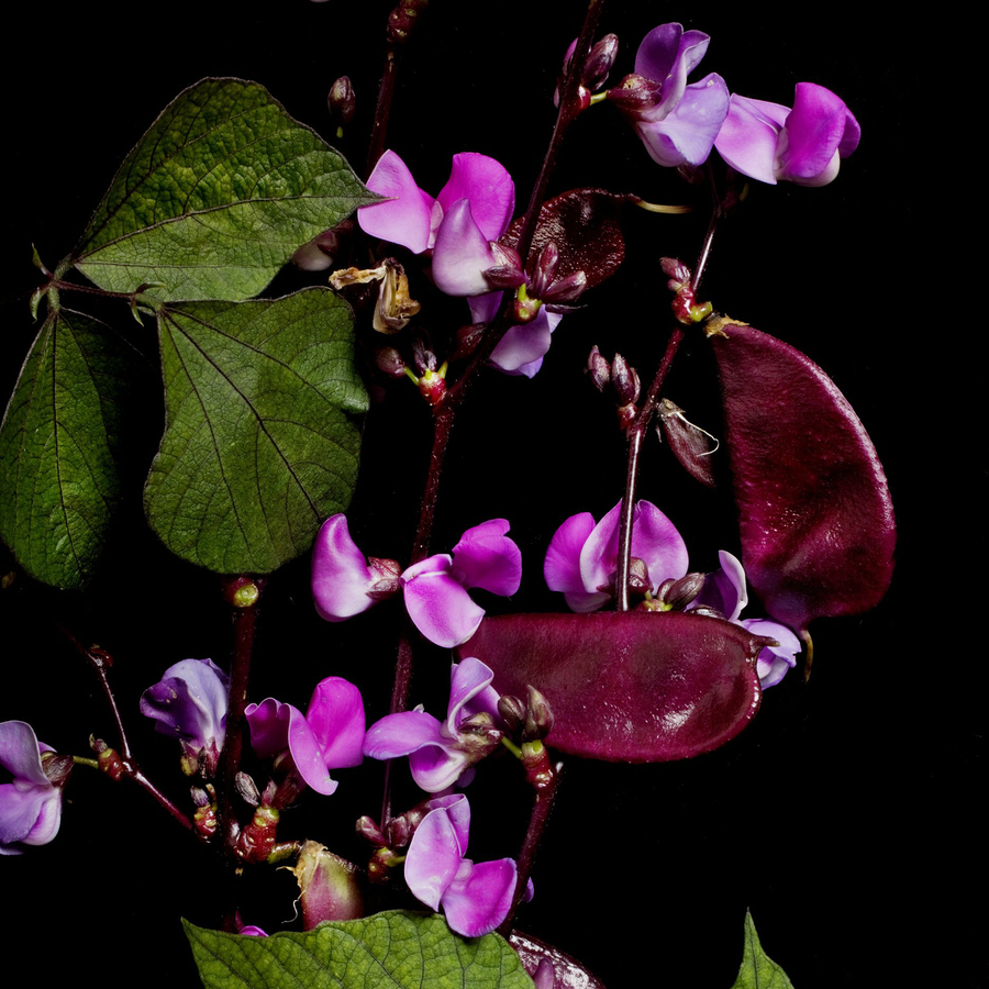 Hyacinth Bean Seeds (Dolichos lablab)