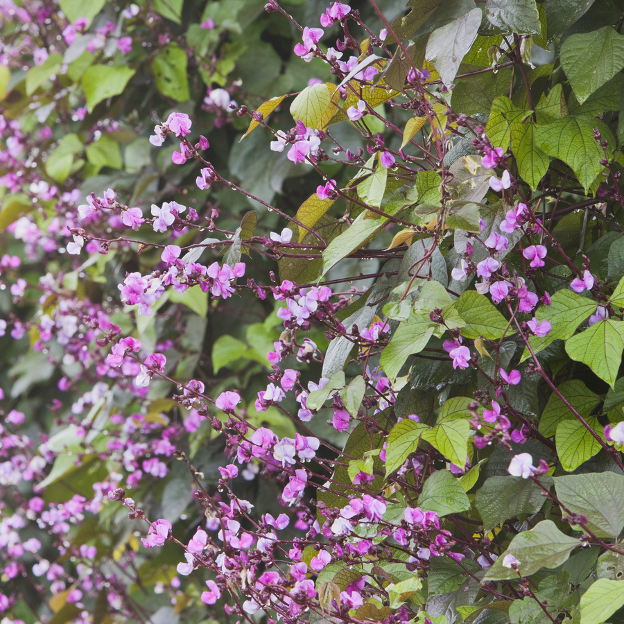 Hyacinth Bean Seeds (Dolichos lablab)