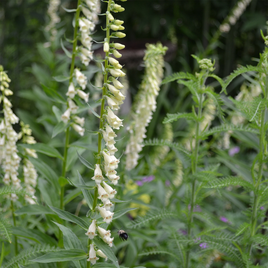 Small Yellow Foxglove Seeds (Digitalis lutea)