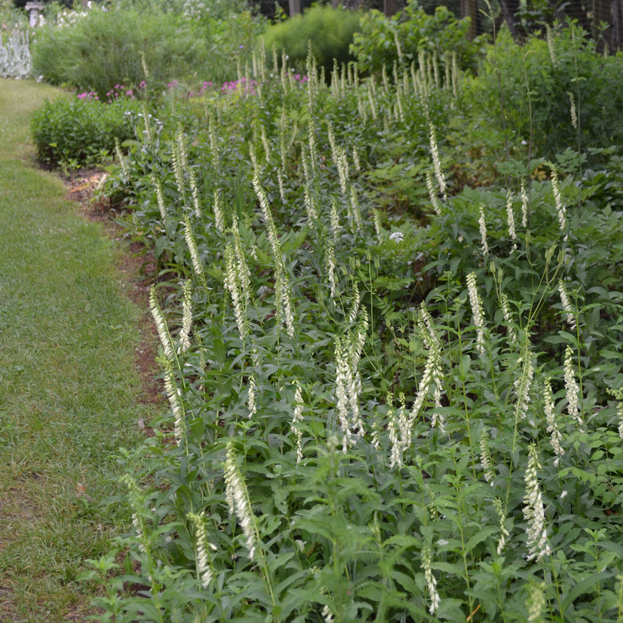 Small Yellow Foxglove Seeds (Digitalis lutea)