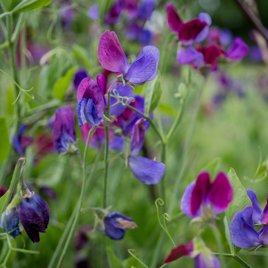 Cupani Sweet Pea Seeds (Lathyrus odoratus)