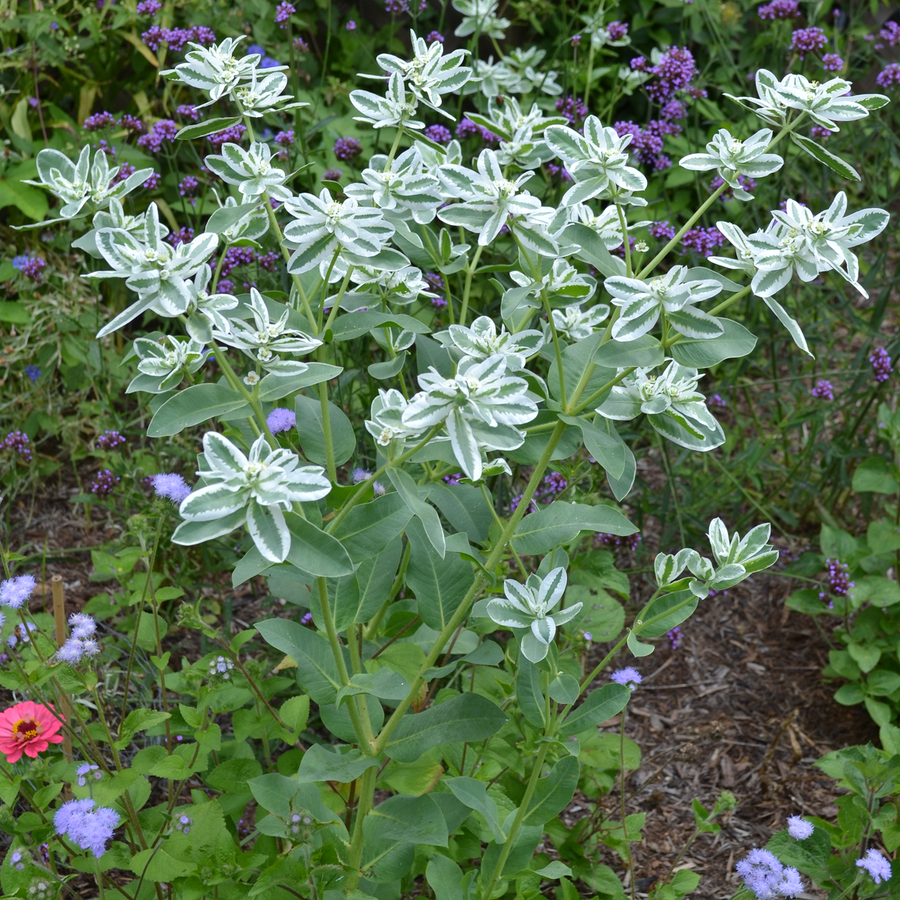 Snow on the Mountain Seeds Euphorbia