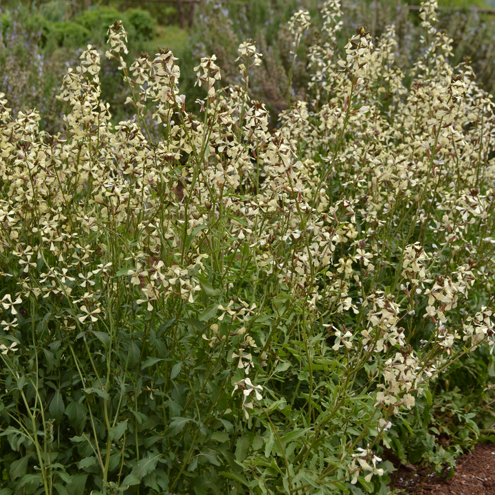 Arugula Seeds (Eruca vesicaria sativa)