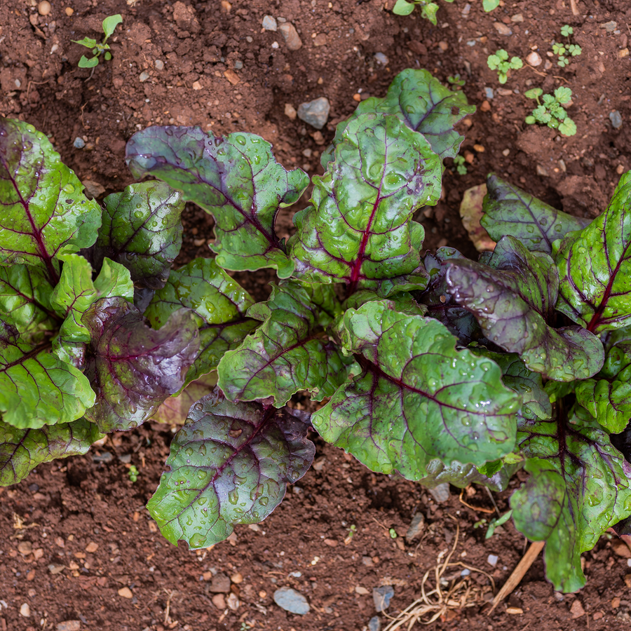 Early Blood Turnip-rooted Beet Seeds (Beta vulgaris cv.)