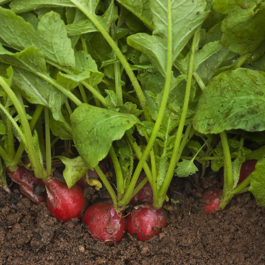 Early Scarlet Globe Radish Seeds (Raphanus sativus cv.)