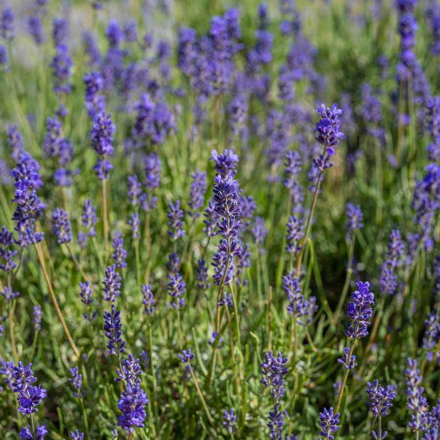 English Lavender Seeds (Lavandula angustifolia)