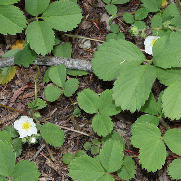 Wild Strawberry Seeds (Fragaria virginiana)