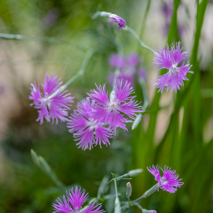 Fringed Pink Seeds (Dianthus superbus)