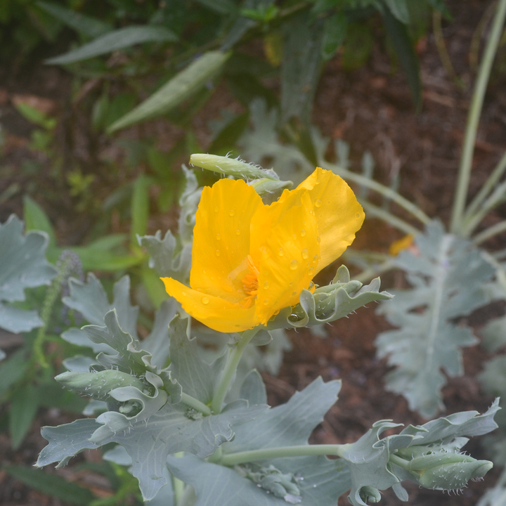 Yellow Horned Poppy (Glaucium flavum)