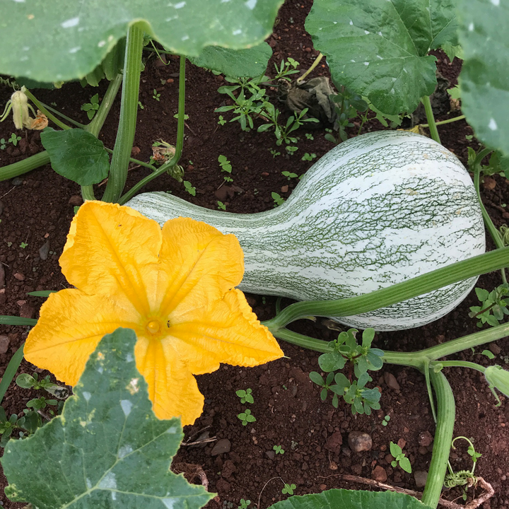 Green Striped Cushaw Winter Squash (Cucurbita mixta cv.)