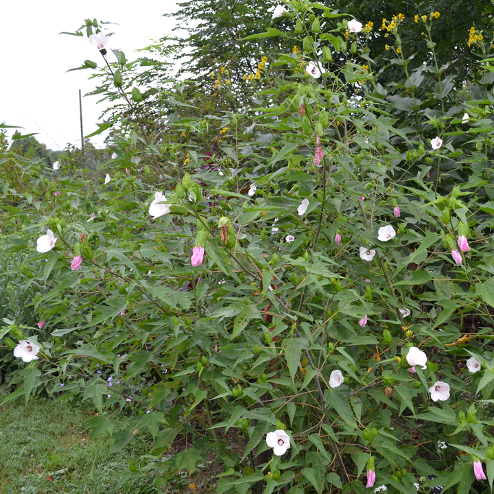 Halberd-leaved Rose Mallow Seeds (Hibiscus laevis)