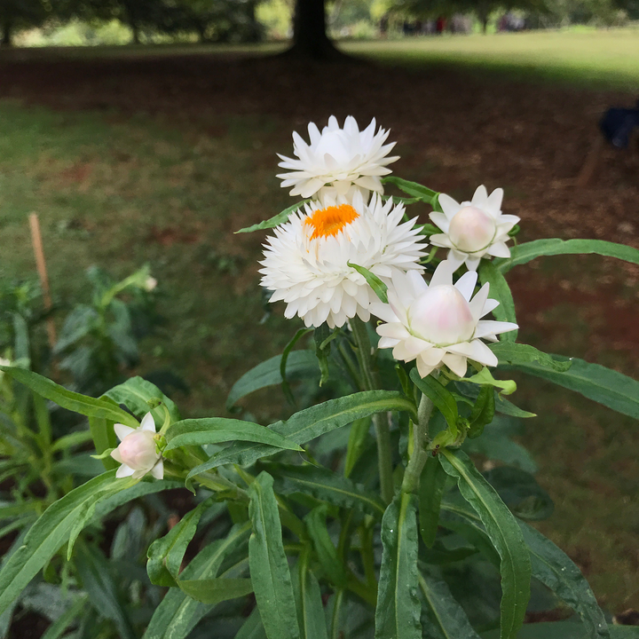 Strawflower Seeds (Helichrysum bracteatum)