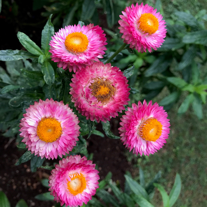 Strawflower Seeds (Helichrysum bracteatum)