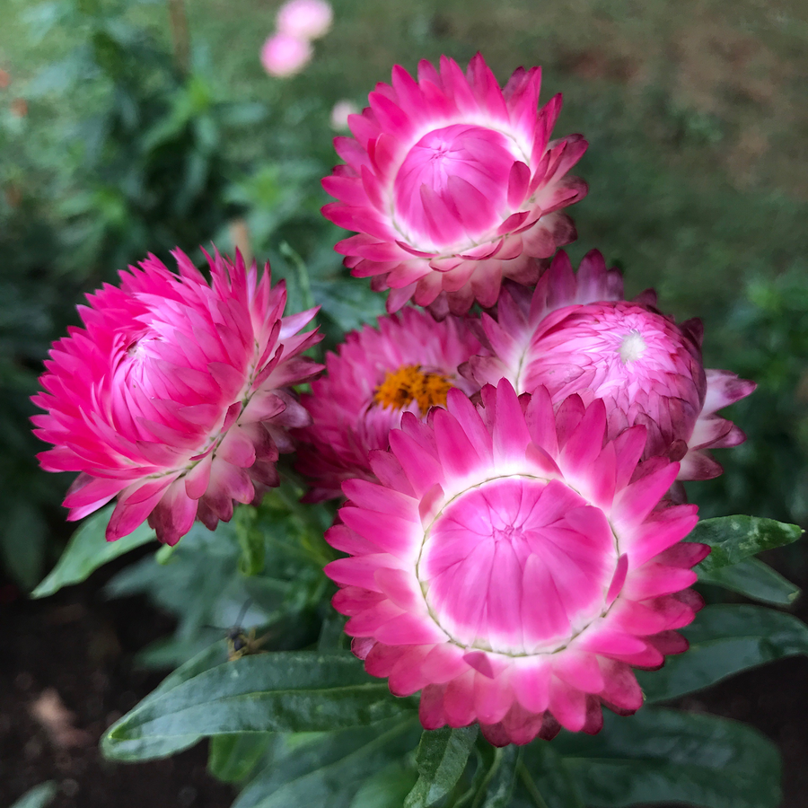 Strawflower Seeds (Helichrysum bracteatum)