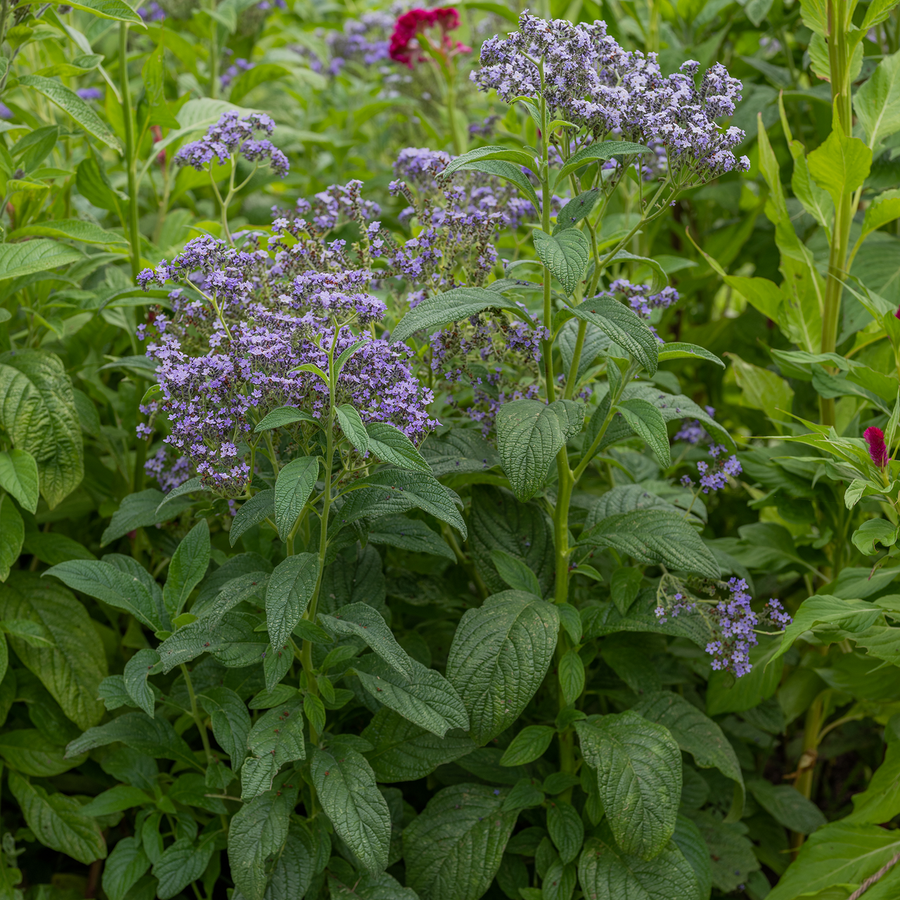 Heliotrope Seeds (Heliotropium arborescens)