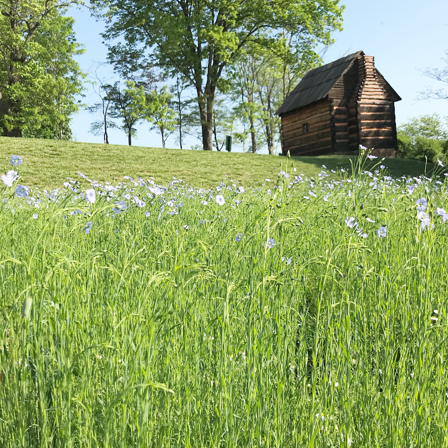 Common Flax Seeds (Linum usitatissimum)