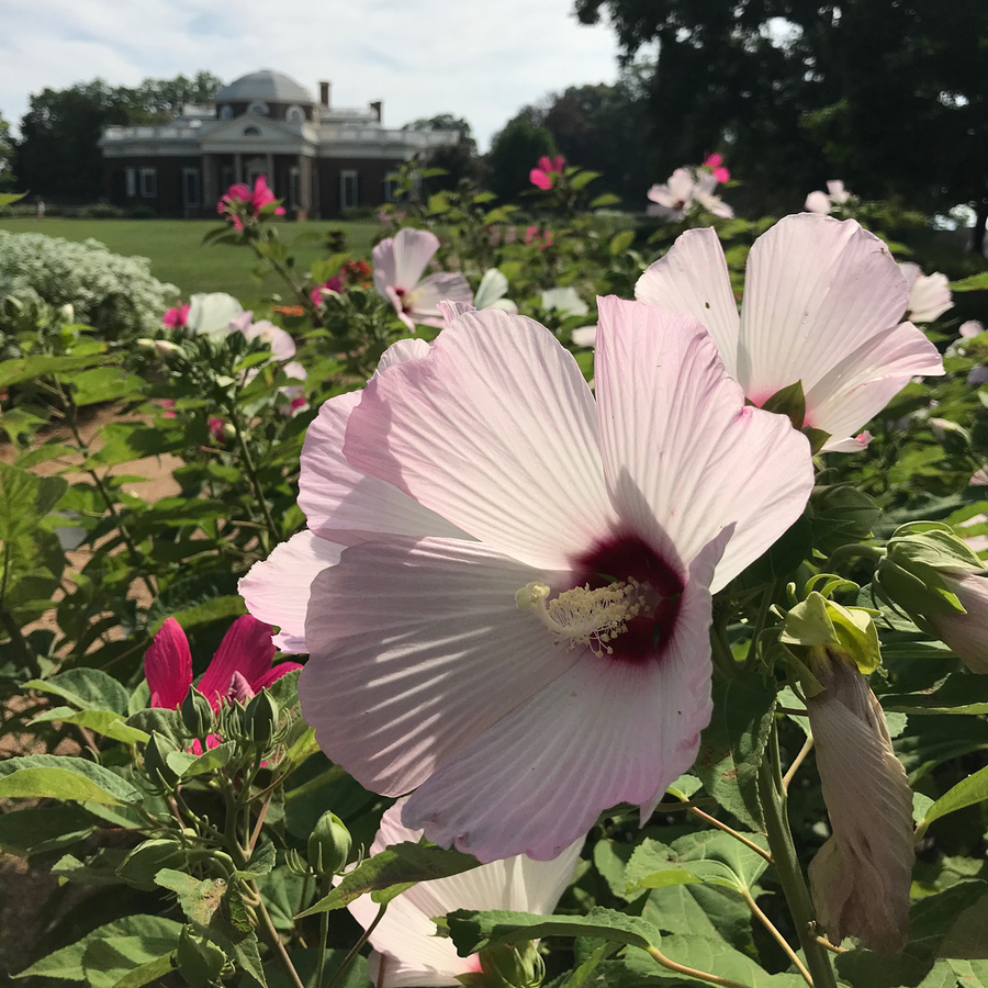 Rose Mallow (Hibiscus moscheutos) at Monticello