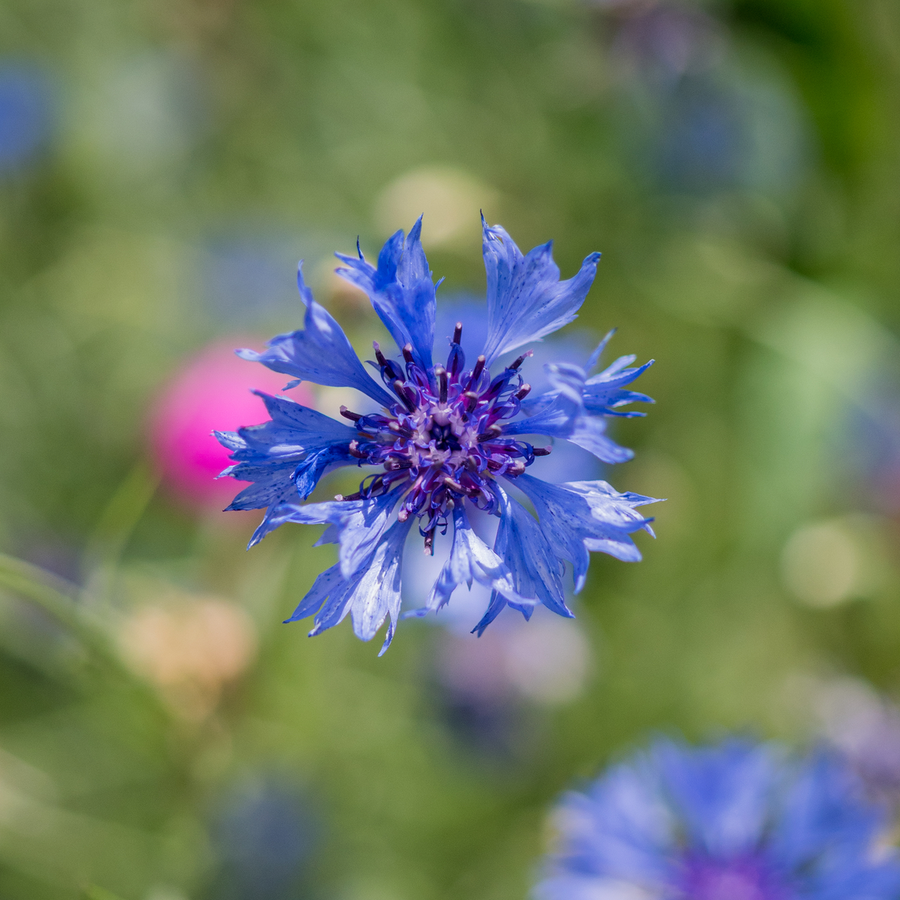 Bachelor's Button Seeds (Centaurea cyanus)