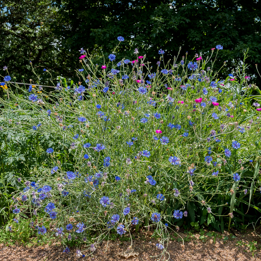 Bachelor's Button Seeds (Centaurea cyanus)