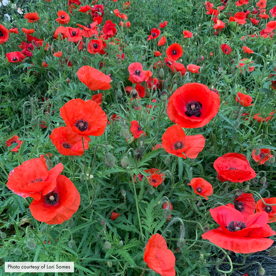 Corn Poppy Seeds (Papaver rhoeas)