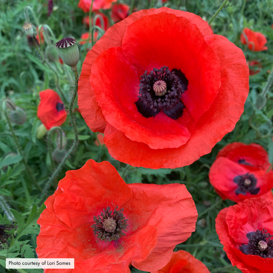 Corn Poppy Seeds (Papaver rhoeas)