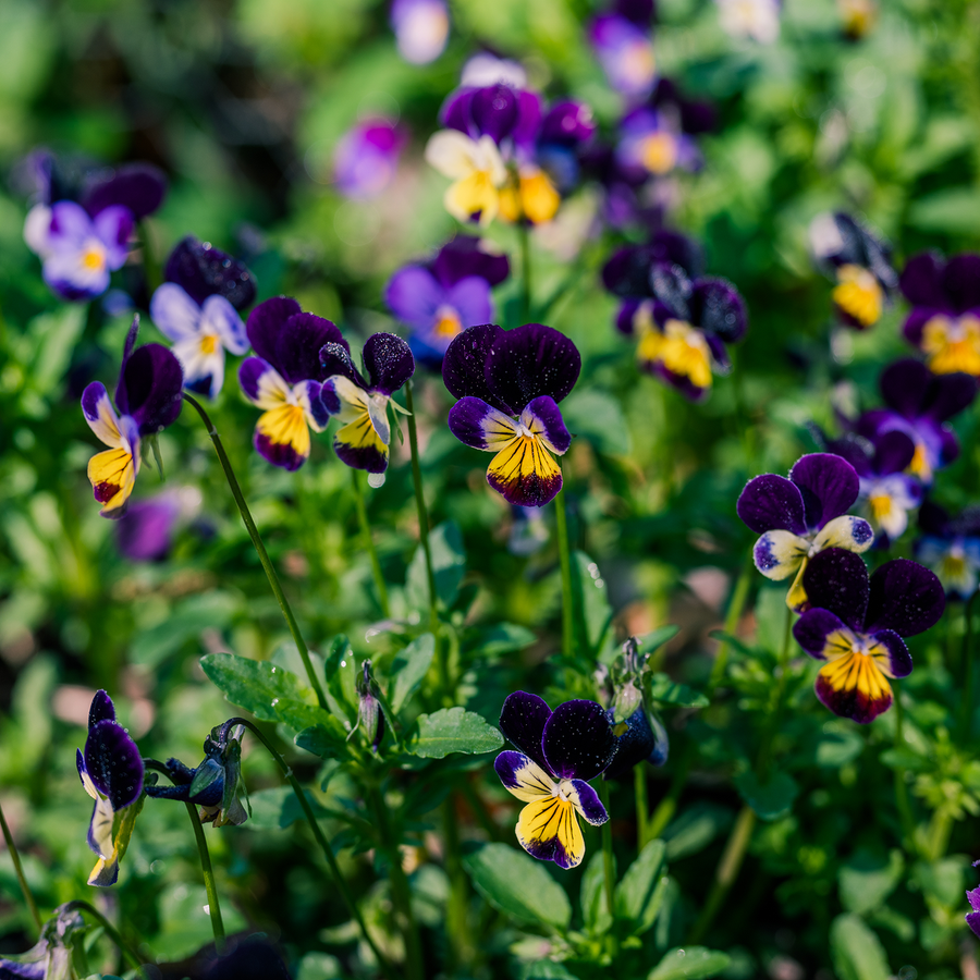 Johnny Jump Up Seeds (Viola tricolor)