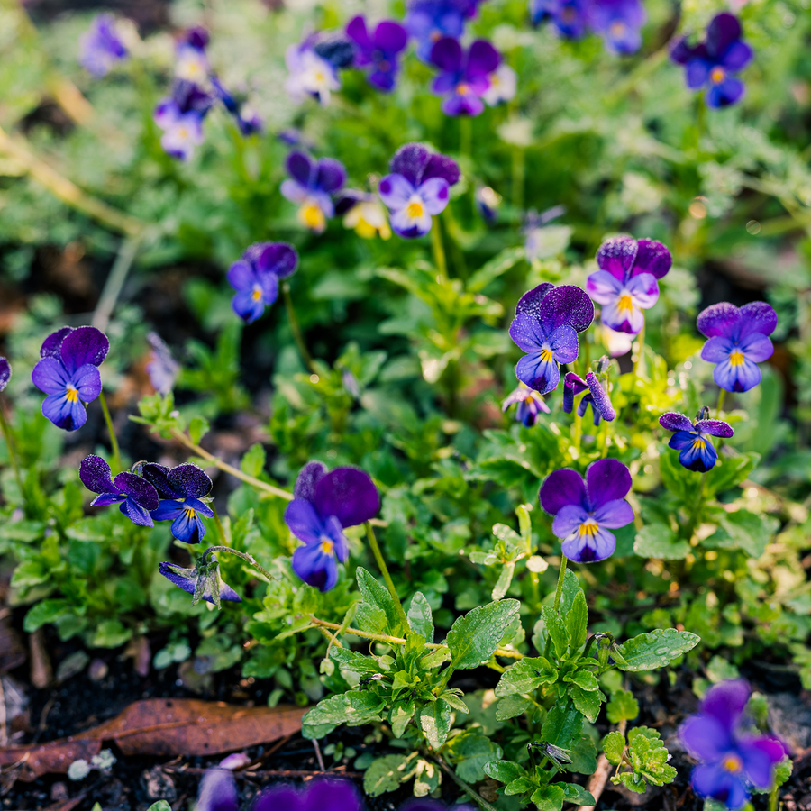 Johnny Jump Up Seeds (Viola tricolor)