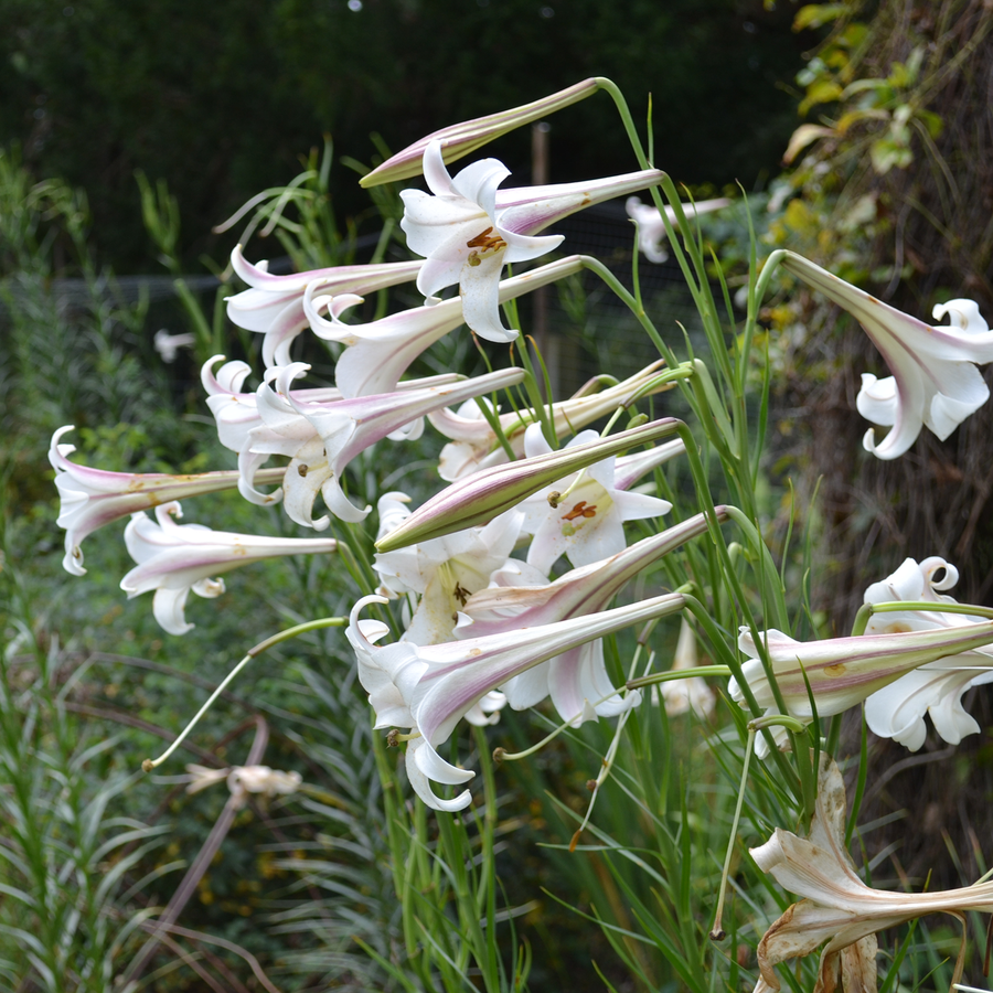 Formosa Lily Seeds (Lilium formosanum)