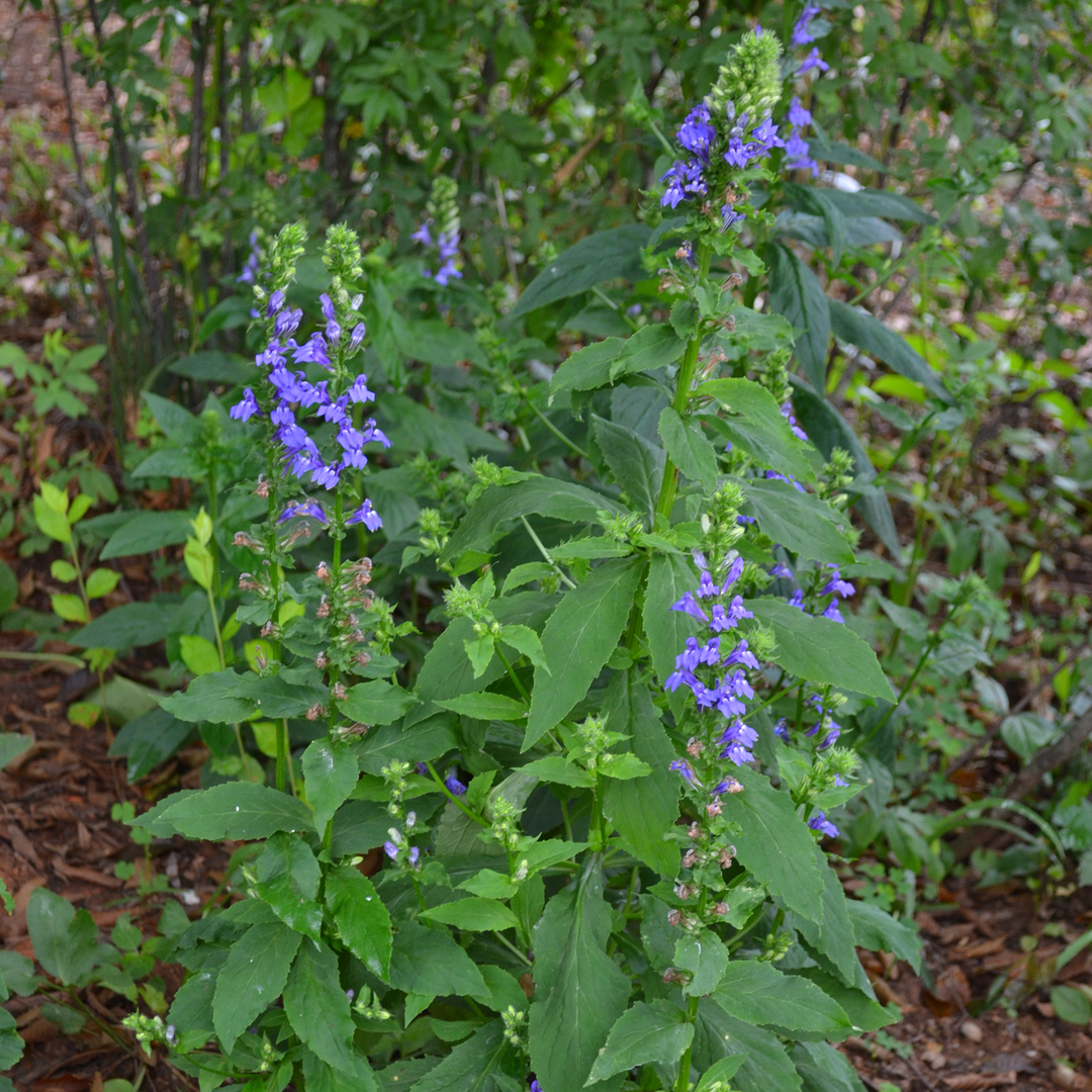 Great Blue Lobelia Seeds (Lobelia siphilitica)