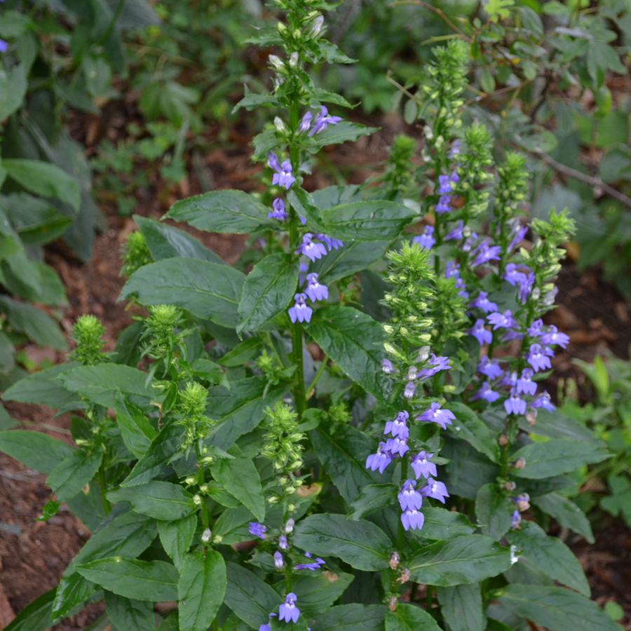 Great Blue Lobelia Seeds (Lobelia siphilitica)