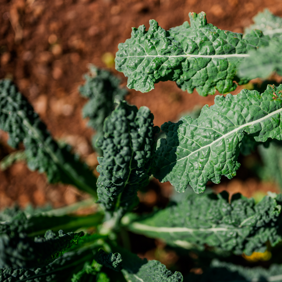 Lacinato Kale Seeds (Brassica oleracea var. acephala cv.)