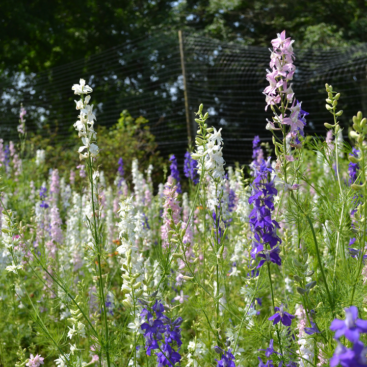 Larkspur (Consolida ajacis) at Monticello's Center for Historic Plants