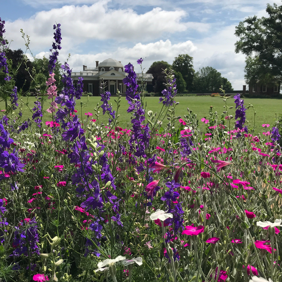 Larkspur (Consolida ajacis) at Monticello