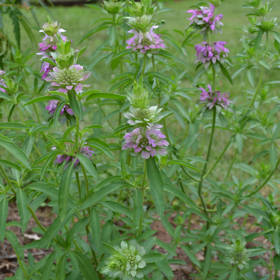 Lemon Bergamot Seeds (Monarda citriodora)