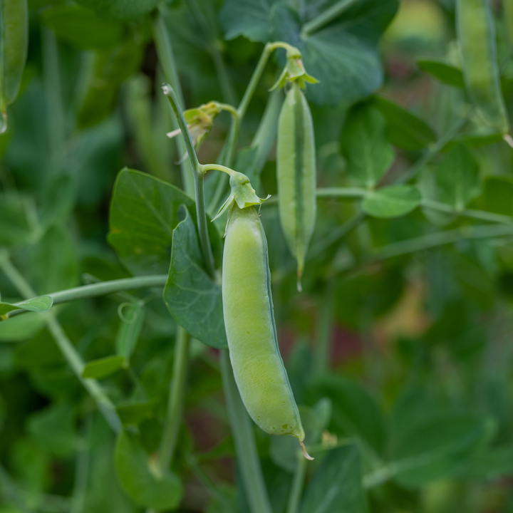 Marrowfat Pea Seeds (Pisum sativum var. medullare)