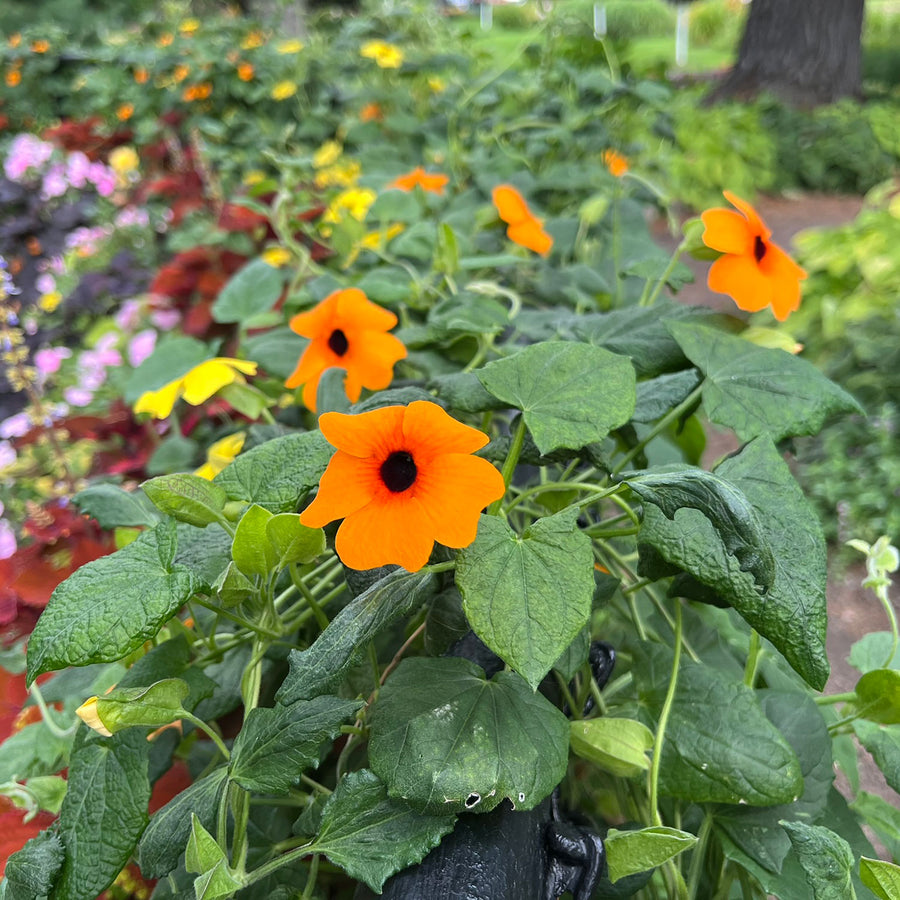 Black Eyed Susan Vine Seeds (Thunbergia alata)