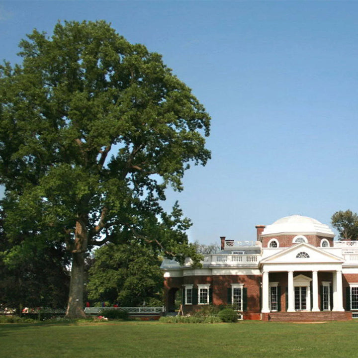 Monticello Tulip Poplar Bowl #365