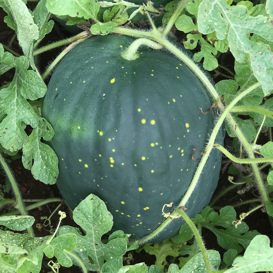 Moon and Stars Watermelon Seeds (Citrullus lanatus cv.)