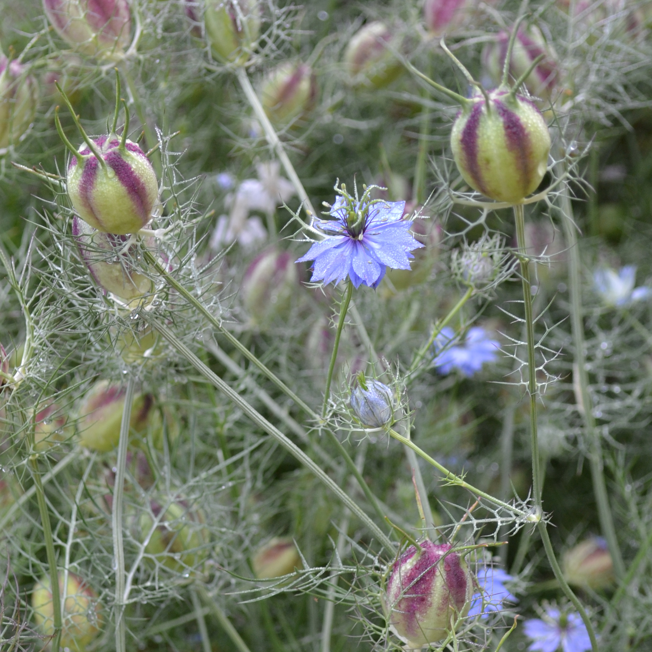 love in a mist seeds planting Love-in-a-Mist Seeds (Nigella damascena) – Monticello Shop