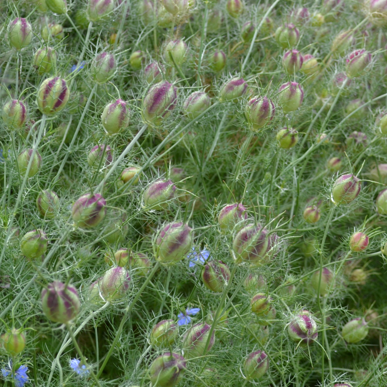 nigella flower seed pods Love-in-a-Mist Seeds (Nigella damascena) – Monticello Shop